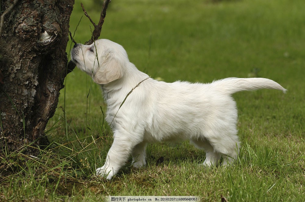 猫毛发黄什么原因干枯？揭秘猫咪毛发健康的秘密