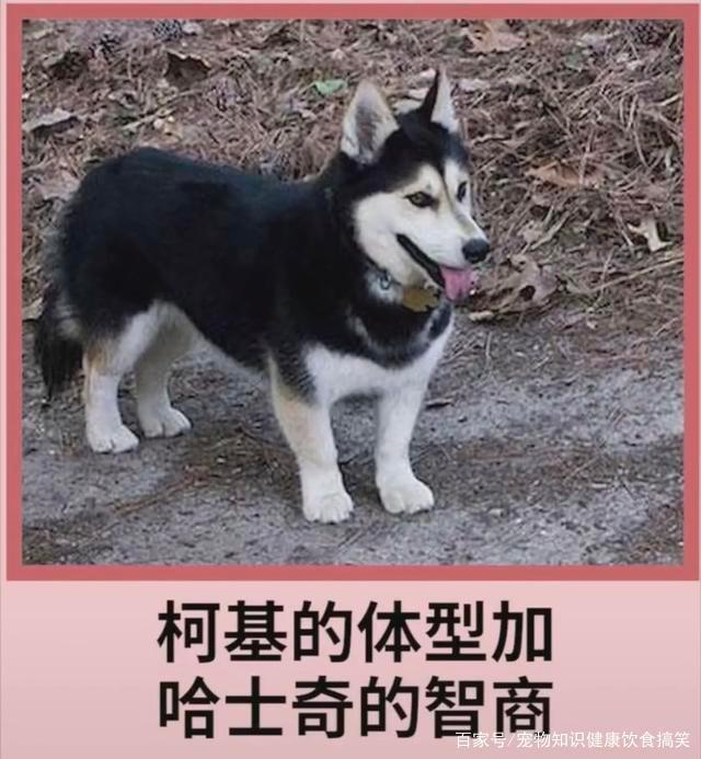 猫咪吃完猫粮拉肚子：揭秘背后的原因与应对策略